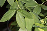 Apalachicola wild indigo